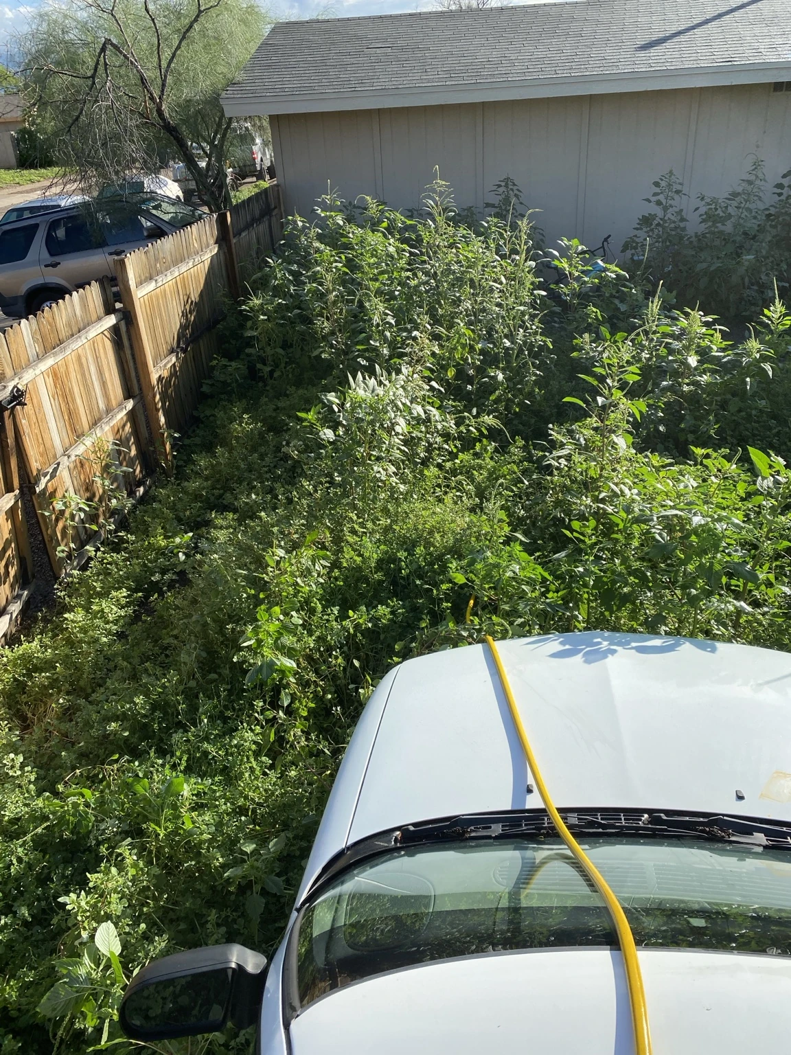 Dense green weed growth viewed above a pickup truck before treatment